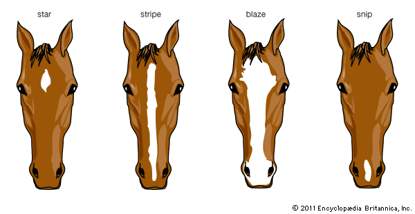 horse: facial markings