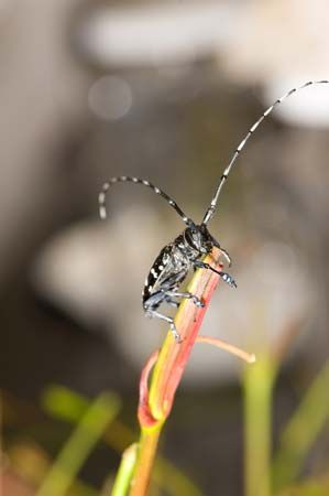 Asian longhorned beetle