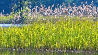 Can reed beds clean contaminated groundwater?