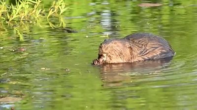 How new beaver dams might damage the environment