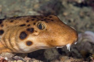 Indonesian speckled carpet shark (Hemiscyllium freycineti)