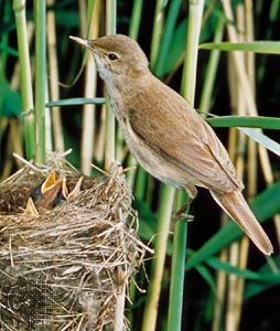 Reed warbler (Acrocephalus scirpaceus)