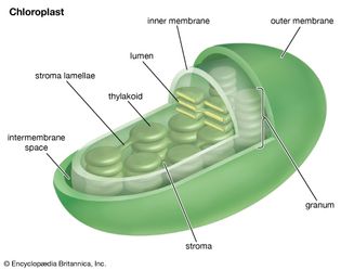 Chloroplast structure