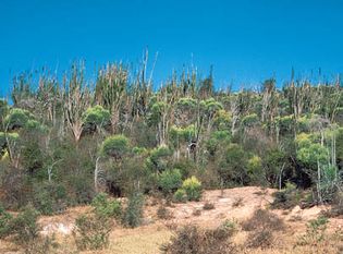 flora of Madagascar