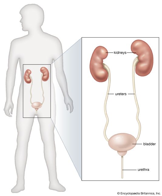 organs of the renal system