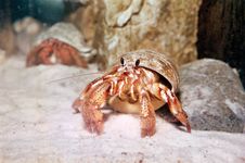 hermit crab