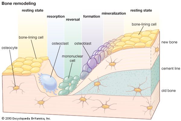 bone remodeling