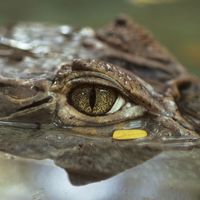 Close-up of crocodile eye; location unknown (rainforest, reptile).