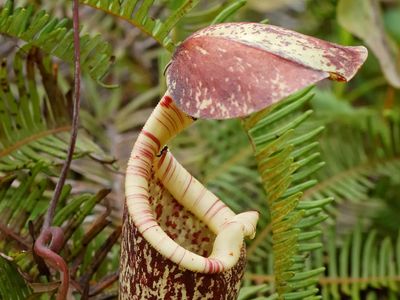 Raffles' pitcher plant