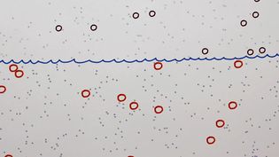 Learn about Albert Einstein's theory of Brownian motion and how he derived the size of atoms based on how much the Brownian particles move