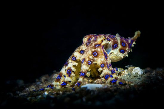 blue-ringed octopus