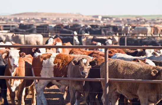 Concentrated animal feeding operation