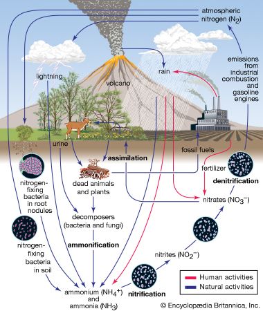 nitrogen cycle