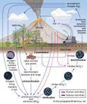 nitrogen cycle