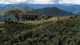 coffee plantation