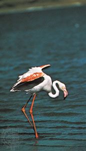 Caribbean flamingo