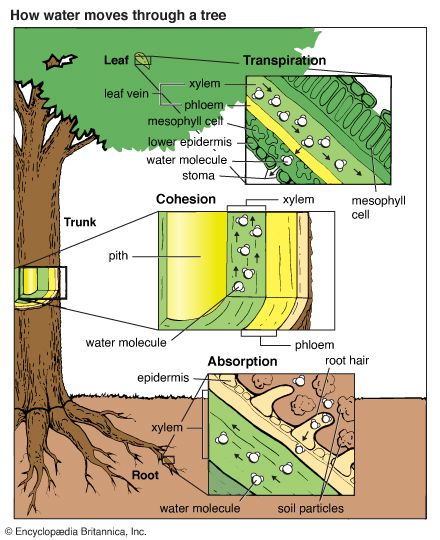 tree: absorption, cohesion and transpiration of water