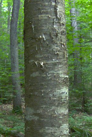 yellow birch