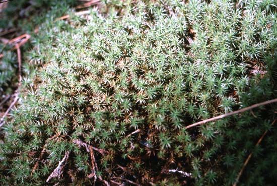 Polytrichum moss