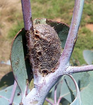 emperor gum moth: cocoon