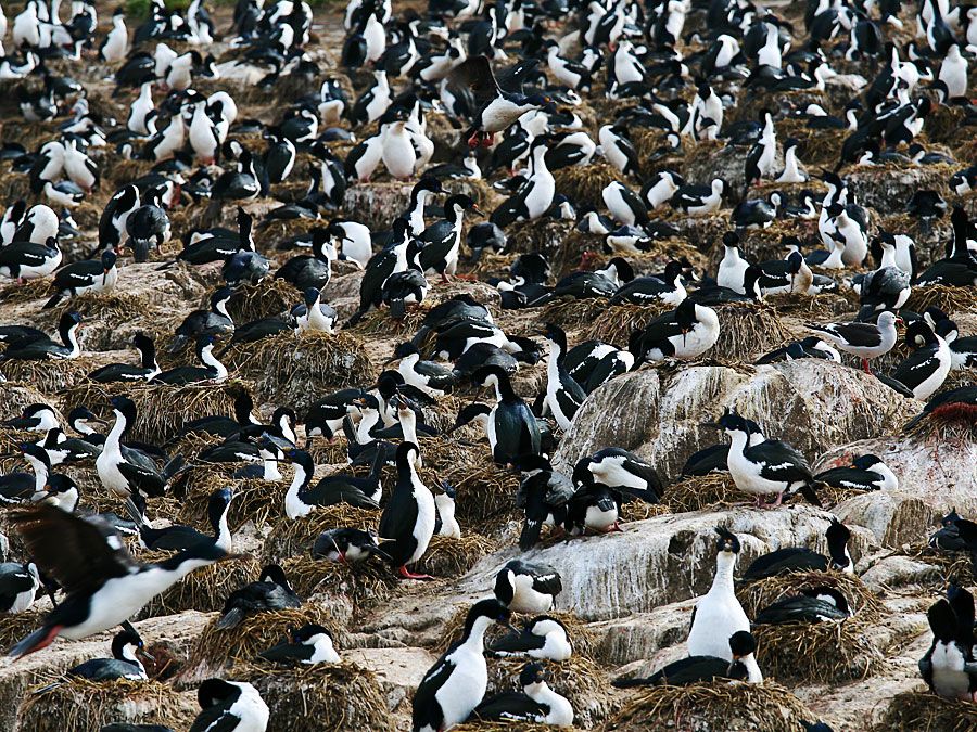 colony of imperial cormorants