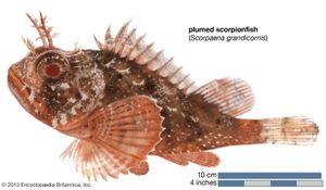 plumed scorpionfish