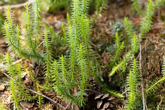 bristly club moss