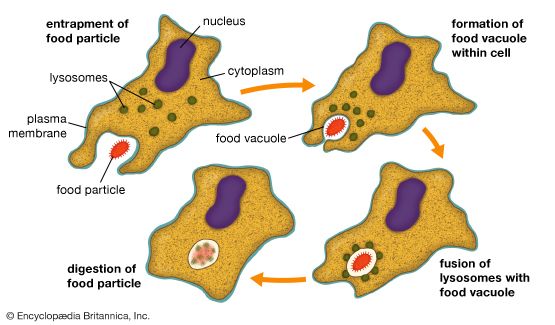 phagocytosis