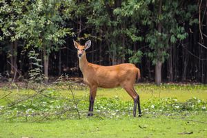 marsh deer