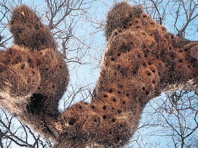 social weaver nests