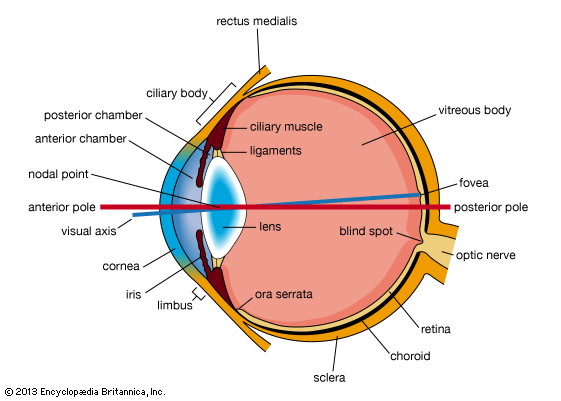 human eye