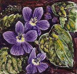 The violet is the state flower of Wisconsin.