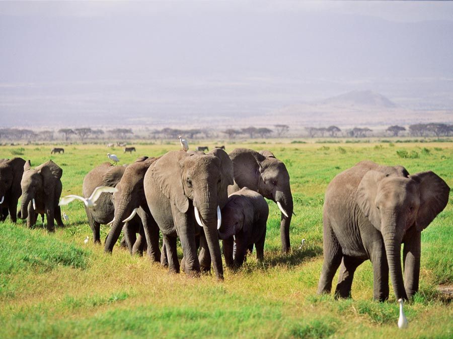 African elephants