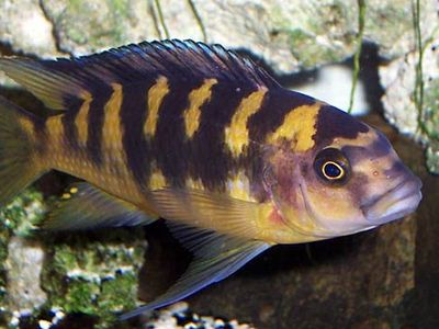 cichlid or mouthbrooder