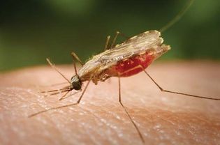 Mosquito: malaria vector