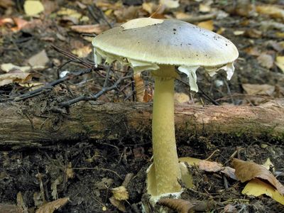 death cap mushroom