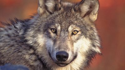 Learn how wolves are migrating from Germany back into Denmark after having been exterminated two centuries ago