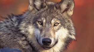 Learn how wolves are migrating from Germany back into Denmark after having been exterminated two centuries ago