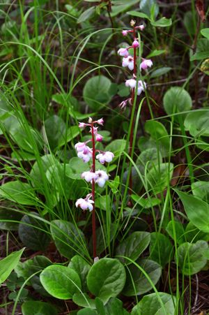 common wintergreen