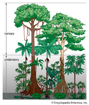 tropical rainforest