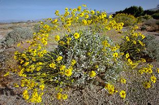 brittlebush