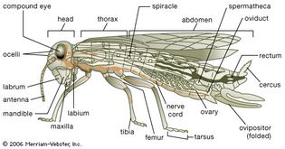 Body plan of a generalized insect. The body is usually divided into a head, thorax, and abdomen. The head bears appendages modified into mouthparts and antennae bearing sense organs. Mouthparts include the toothed mandibles and bladelike maxillae found behind the “upper lip,” or labrum. A second pair of maxillae, partly fused, form the “lower lip,” or labium. An adult usually has both simple eyes (ocelli) and more-complex faceted compound eyes, as well as a pair of wings on the thorax. The tarsal segment of the jointed leg often has claws with adhesive pads, enabling the insect to hold onto smooth surfaces. In some insects (including crickets and cockroaches), a pair of feelers (cerci) bearing sense organs are located at the rear of the abdomen. Tiny openings (spiracles) on the thorax and abdomen allow passage of oxygen to and release of carbon dioxide from internal air-filled tubules or tracheae. Sperm from the male is stored in the female's spermatheca until an egg released from the ovary passes through the oviduct. The female may have an ovipositor for depositing eggs.