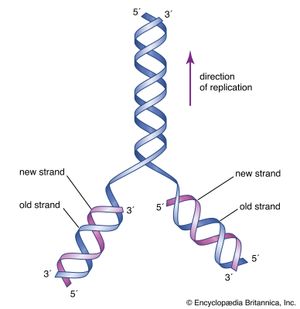 DNA structure