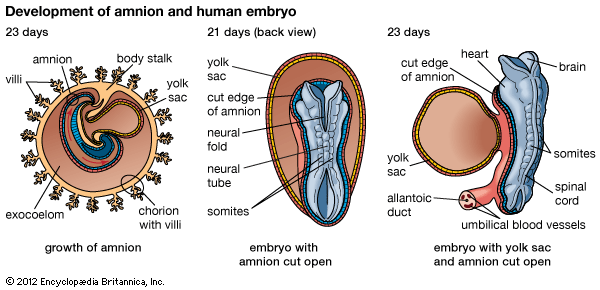 human embryonic development