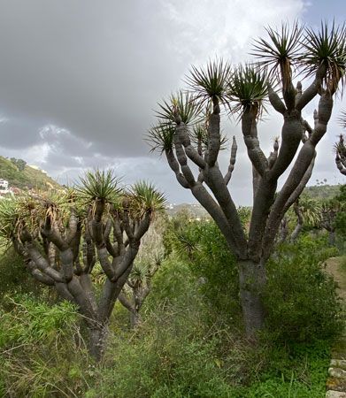 dragon trees