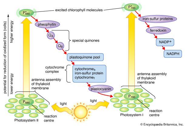 Photosynthetic electron pathway