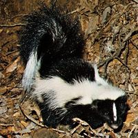 Striped skunk (Mephitis mephitis)