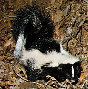 Striped skunk (Mephitis mephitis)