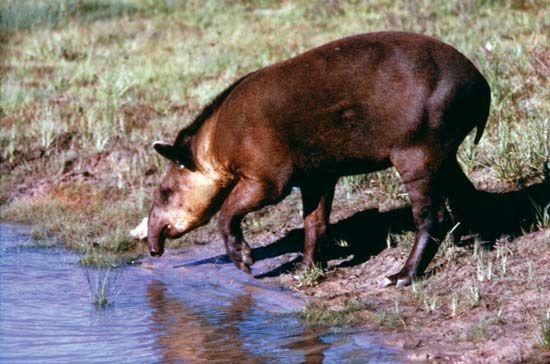 tapir