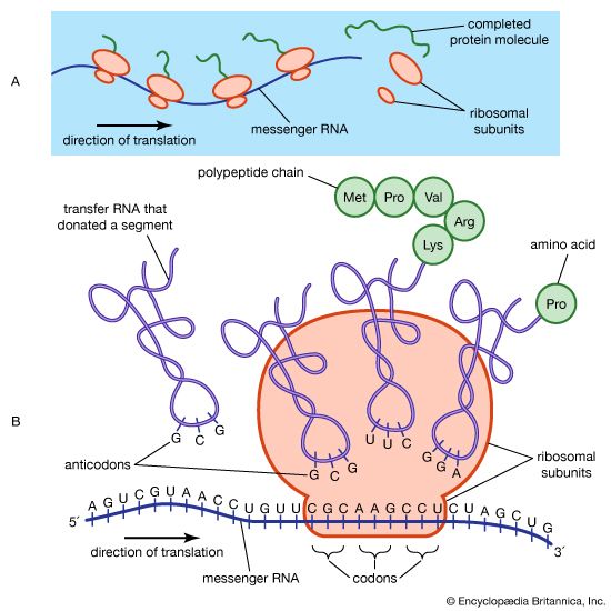 protein synthesis